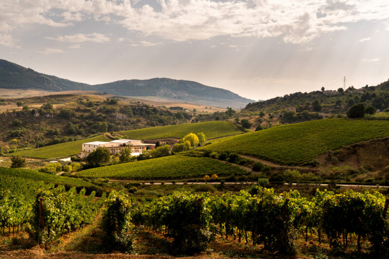 Sicilian vineyards and vines where nero d'avola is grown
