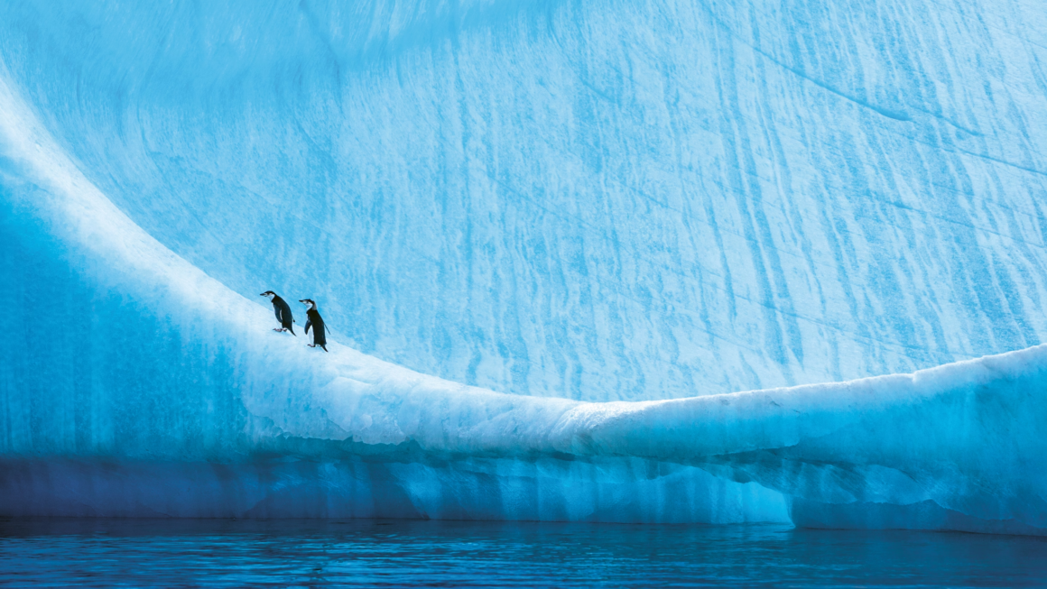 Rolex Perpetual Planet Initiative Paul Nicklen