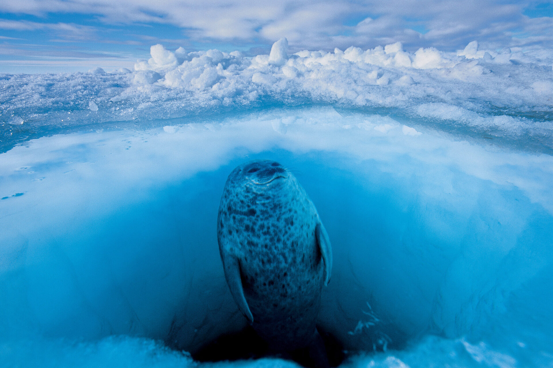 Rolex Perpetual Planet Initiative Paul Nicklen