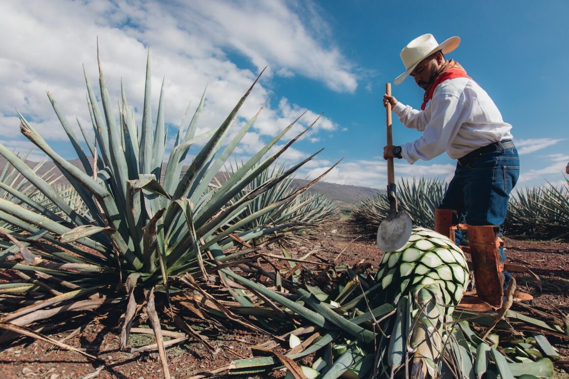 Patron tequila agave farmer jimador for supplying family farm