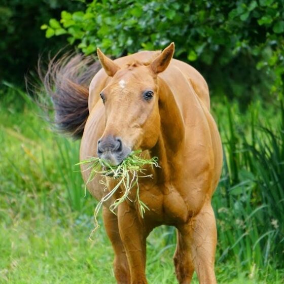 Photo of horse eating