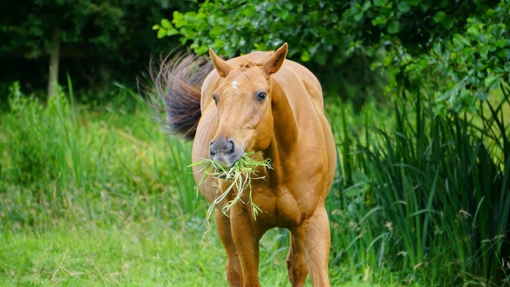 Photo of horse eating