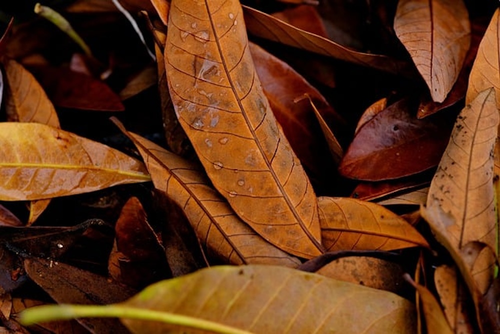 fall foliage photo